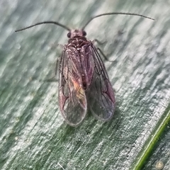 Amphipsocidae