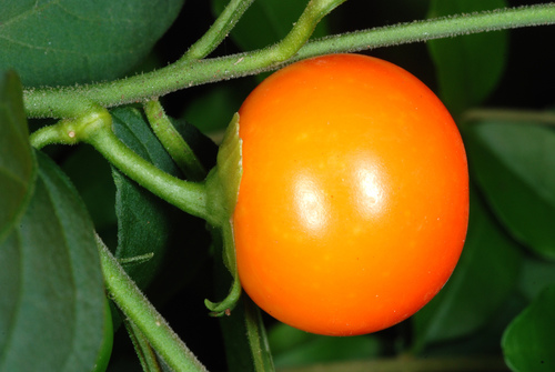 Solanum pseudocapsicum