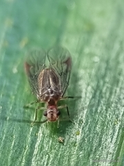 Amphipsocidae