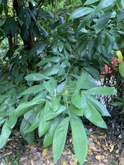 Senna macranthera