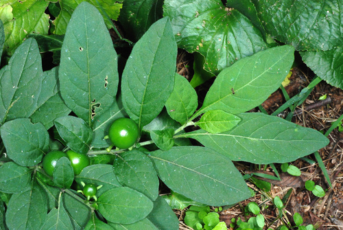 Solanum pseudocapsicum