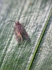 Amphipsocidae