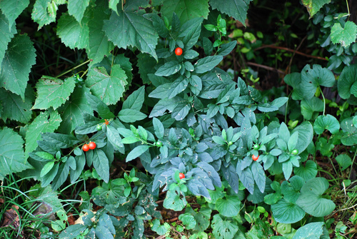 Solanum pseudocapsicum