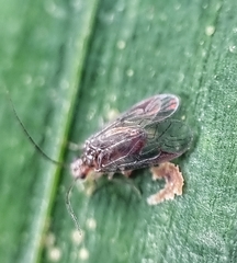 Amphipsocidae