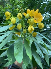 Senna macranthera
