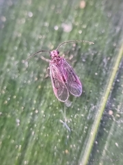 Amphipsocidae