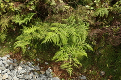 Hypolepis glandulifera