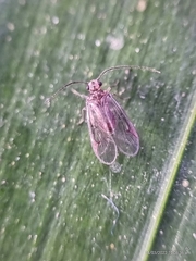 Amphipsocidae