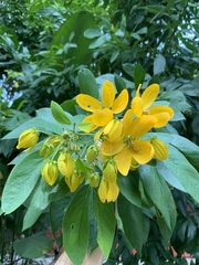 Senna macranthera