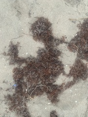 Sargassum