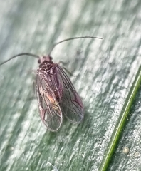 Amphipsocidae