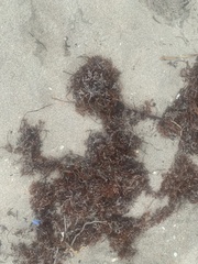 Sargassum