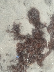 Sargassum