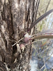 Image of Encyclia tampensis