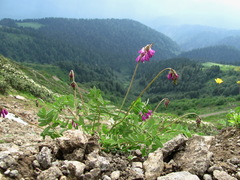 Hedysarum caucasicum