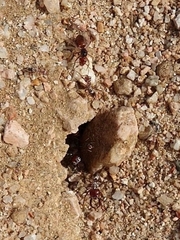 Cataglyphis bombycina