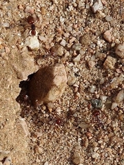 Cataglyphis bombycina