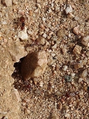 Cataglyphis bombycina
