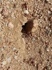 Cataglyphis bombycina