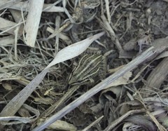 Leptodactylus gracilis