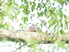 Caprimulgus jotaka