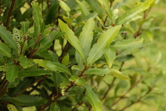 Lomatia arborescens