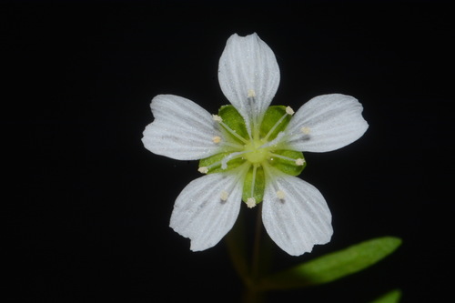 Cumberland stitchwort (Minuartia cumberlandensis)