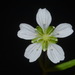 Cumberland Sandwort - Photo (c) Brian Finzel, some rights reserved (CC BY-SA), uploaded by Brian Finzel
