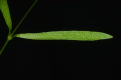 Mononeuria cumberlandensis