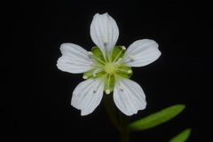 Mononeuria cumberlandensis