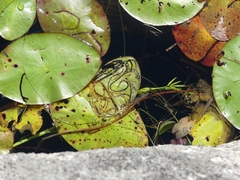 Polypedilum braseniae