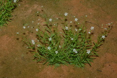 Mononeuria cumberlandensis