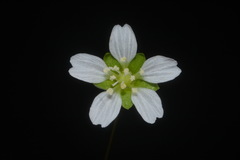 Mononeuria cumberlandensis