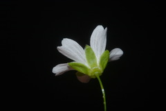 Mononeuria cumberlandensis