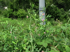 Lathyrus hirsutus