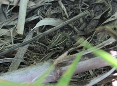 Leptodactylus gracilis