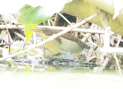 Ixobrychus eurhythmus