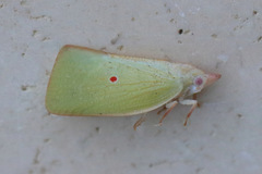 Colgaroides acuminata