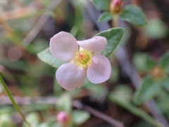 Antherotoma debilis