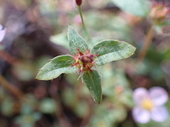 Antherotoma debilis