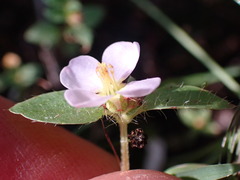 Antherotoma debilis