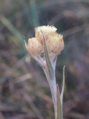 Helichrysum cephaloideum