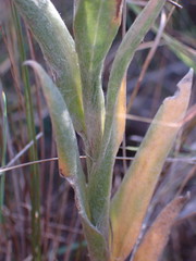 Helichrysum cephaloideum