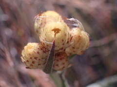 Helichrysum cephaloideum