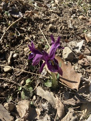 Iris reticulata