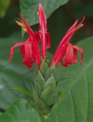 Pachystachys coccinea