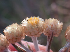 Helichrysum cephaloideum