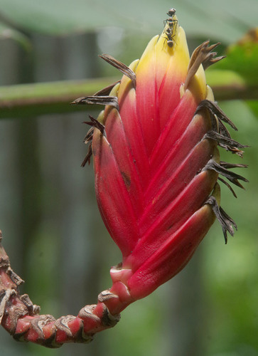 Heliconia episcopalis