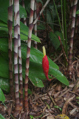 Costus stenophyllus