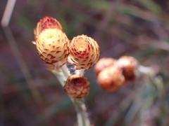Helichrysum cephaloideum